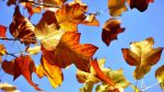 Liriodendron_nel_Blu_Luce_in_Autunno_-Foto_Lucio_Franco_Masci-